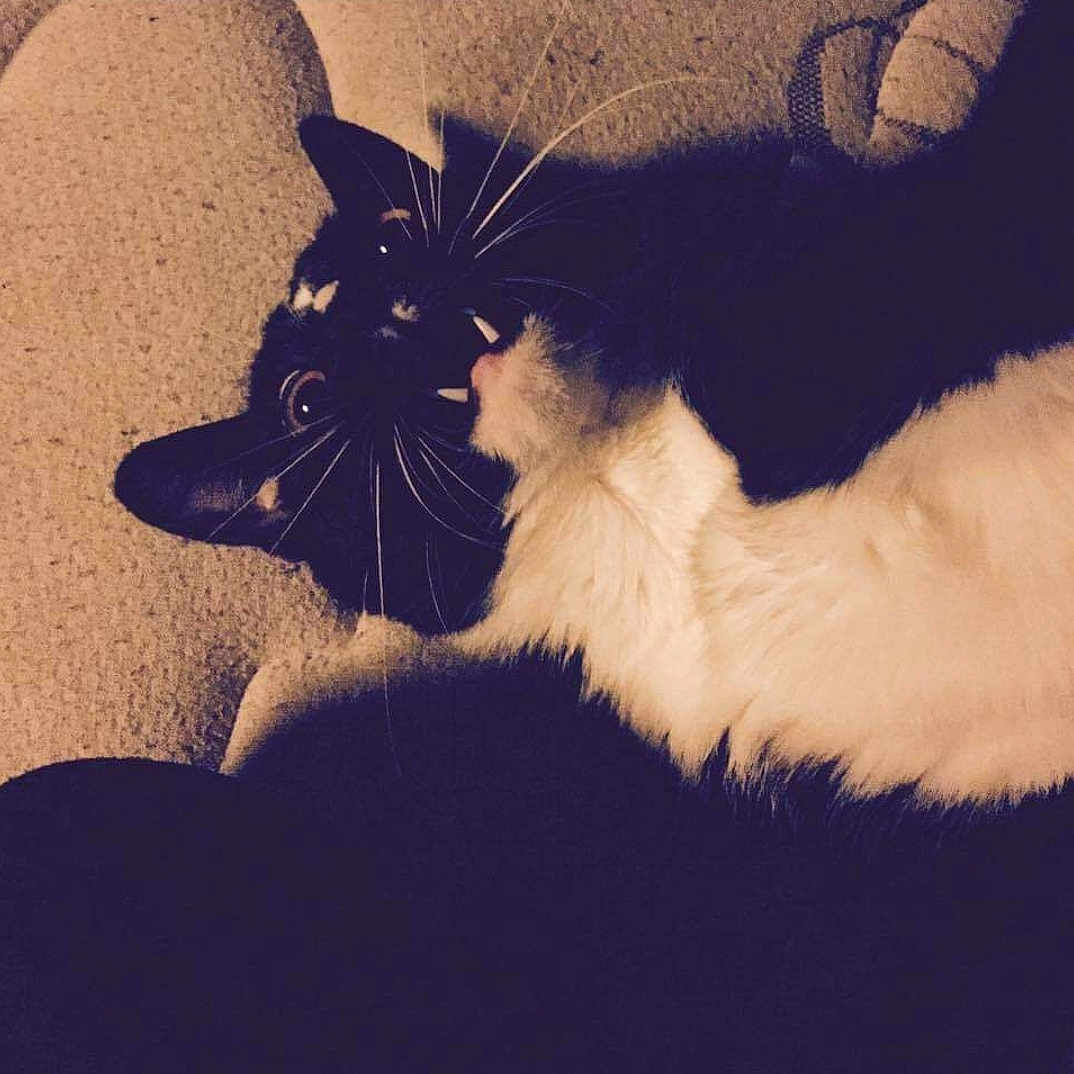 Carl joined the competition — help win amazing prizes! angora, animal, architecture, armchair, blackcat, bodypart, cat, chair, couch, cushion, furniture, homedecor, indoors, kitten, manx, mouth, person, pet, siamese, sleeping