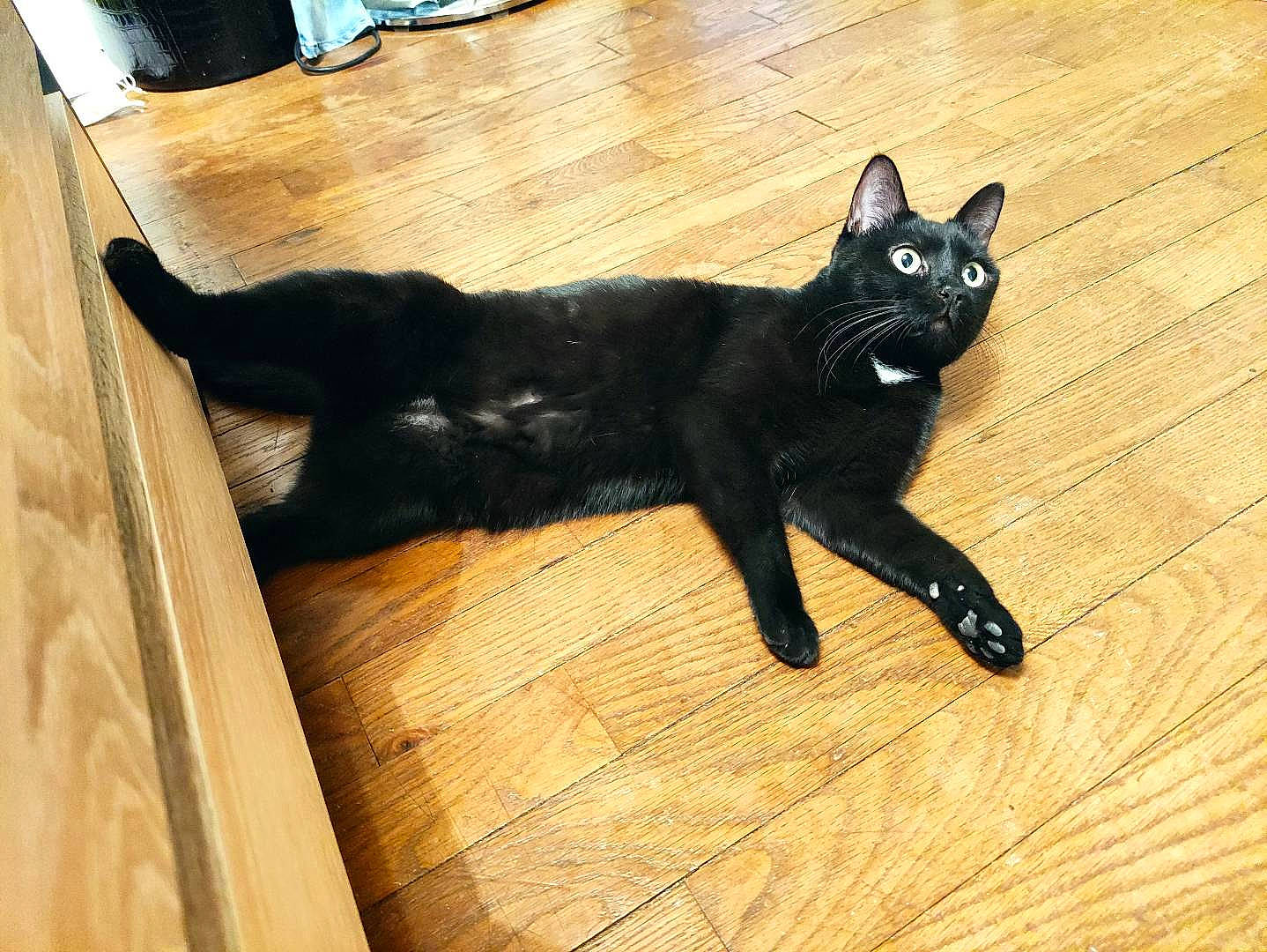 Hiro participe au concours pour gagner de l'argent avec cette photo : black, black_cat, bombay, carnivore, cat, dog_breed, domestic_short_haired_cat, felidae, floor, flooring, fur, hardwood, small_to_medium_sized_cats, snout, tail, terrestrial_animal, whiskers, wood, wood_flooring, wood_stain