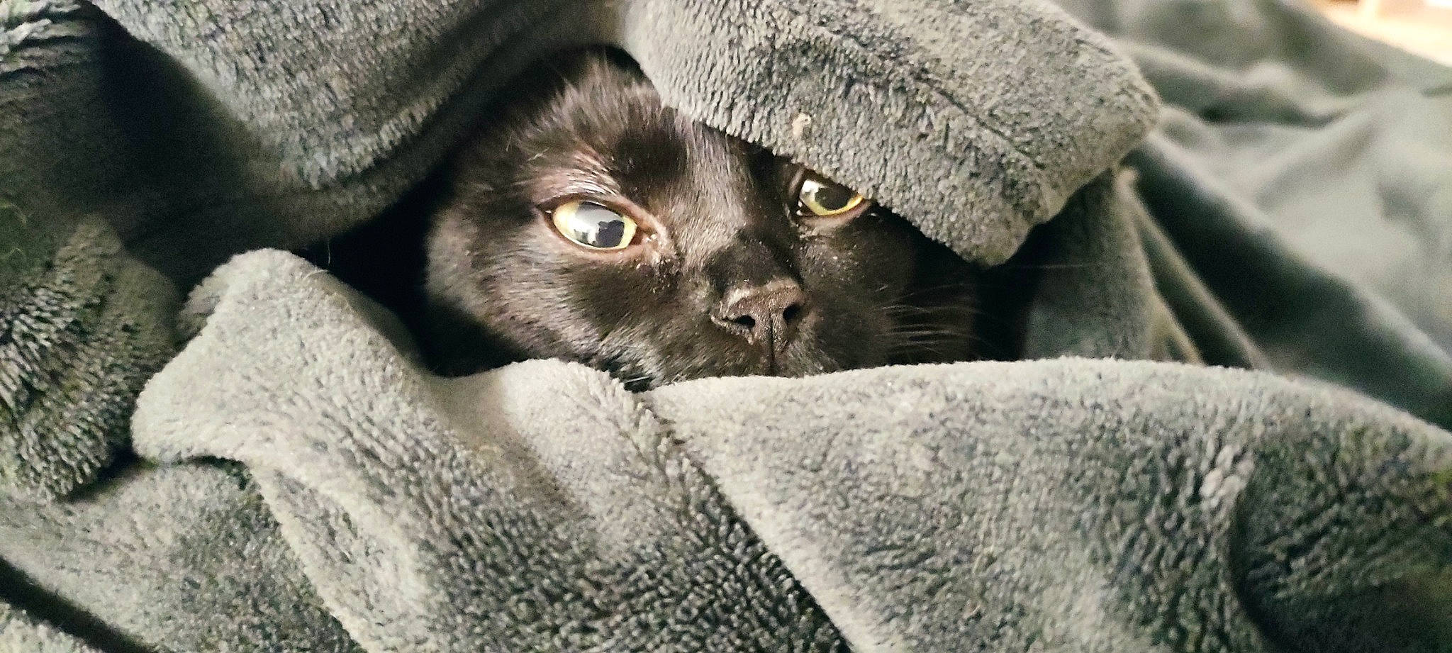 Hiro participe au concours pour gagner de l'argent avec cette photo : bombay, cap, carnivore, cat, claw, comfort, domestic_short_haired_cat, felidae, fur, grey, hat, paw, small_to_medium_sized_cats, snout, terrestrial_animal, whiskers, wildlife, working_animal