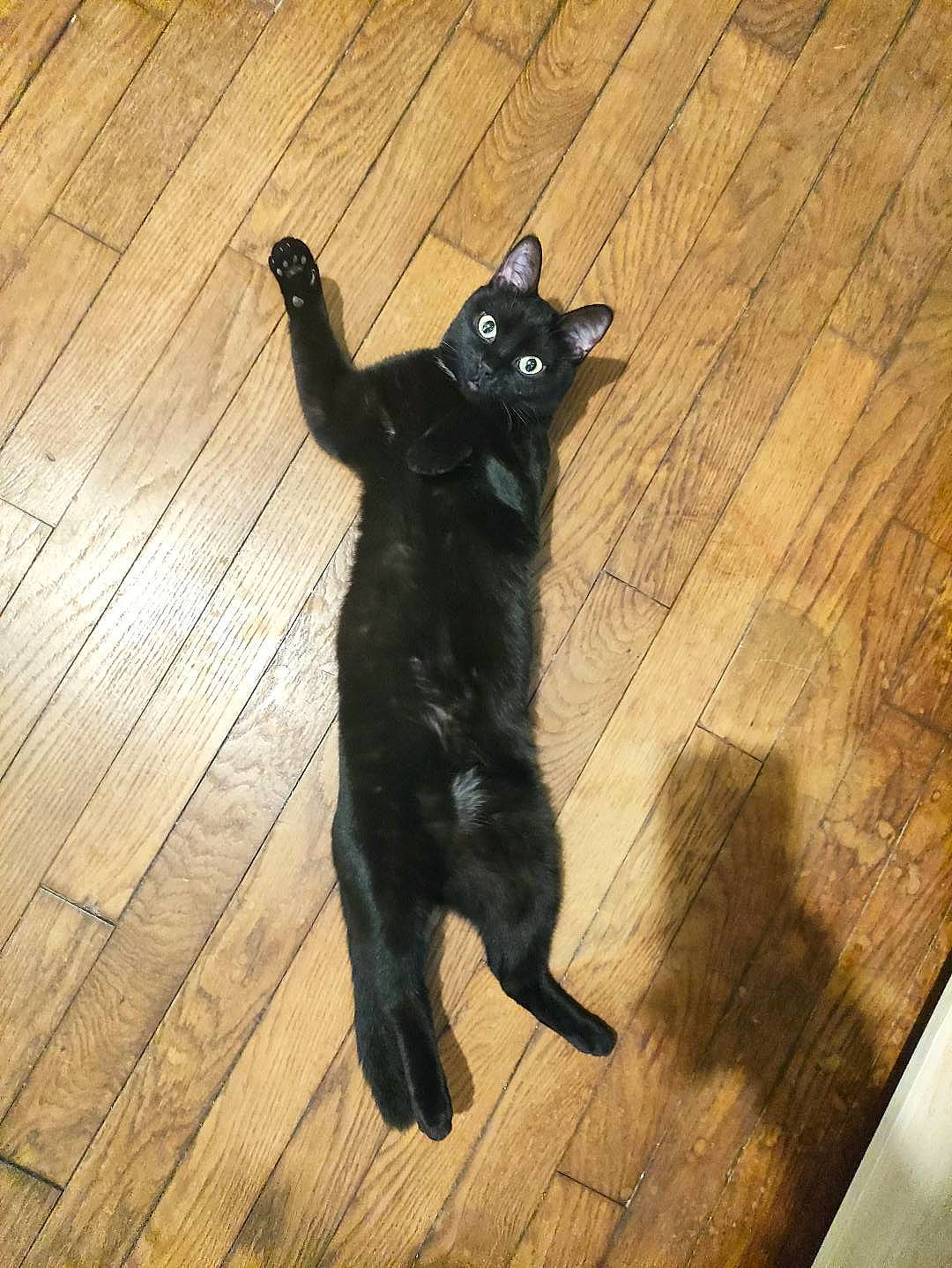 Hiro a rejoint le concours — aidez-le/la à gagner de superbes lots ! black_cat, bombay, carnivore, cat, dog_breed, eye, felidae, floor, flooring, hardwood, head, laminate_flooring, plank, small_to_medium_sized_cats, snout, tail, terrestrial_animal, whiskers, wood, wood_stain