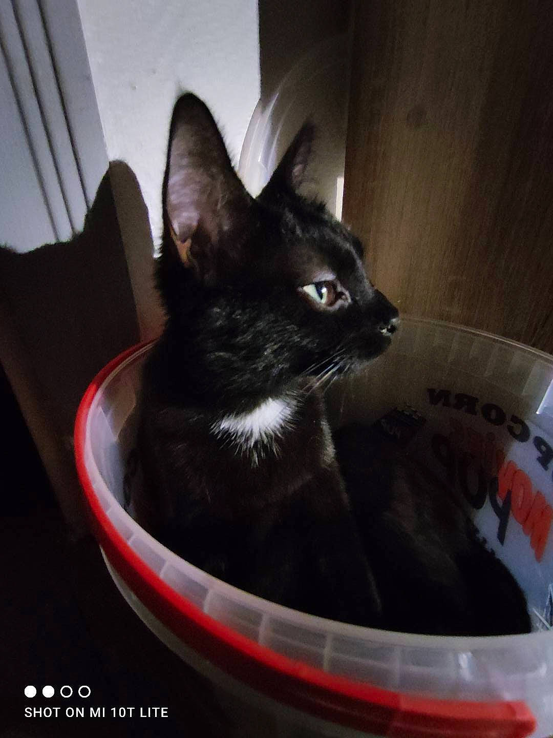 Hiro a rejoint le concours — aidez-le/la à gagner de superbes lots ! black_cat, bombay, box, carnivore, cat, cat_supply, comfort, domestic_short_haired_cat, felidae, fur, pet_supply, roar, small_to_medium_sized_cats, snout, tail, whiskers, window