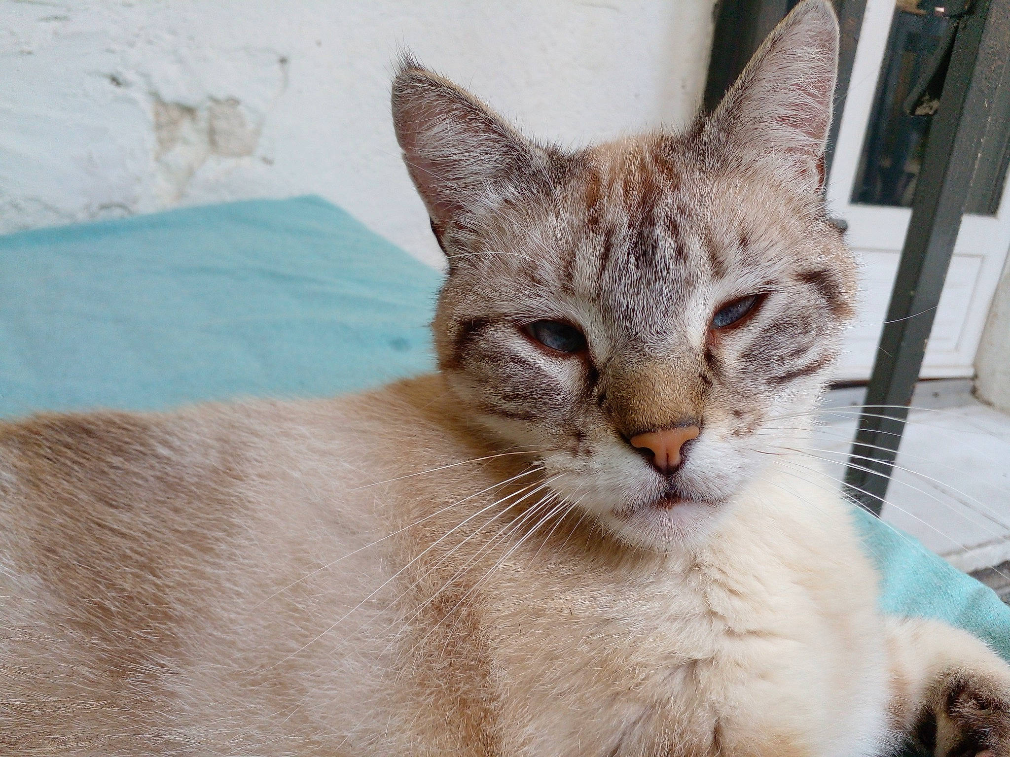 Woody participe au concours pour gagner de l'argent avec cette photo : carnivore, cat, cat_supply, claw, domestic_short_haired_cat, fawn, felidae, fur, paw, small_to_medium_sized_cats, snout, terrestrial_animal, whiskers, wildlife, window