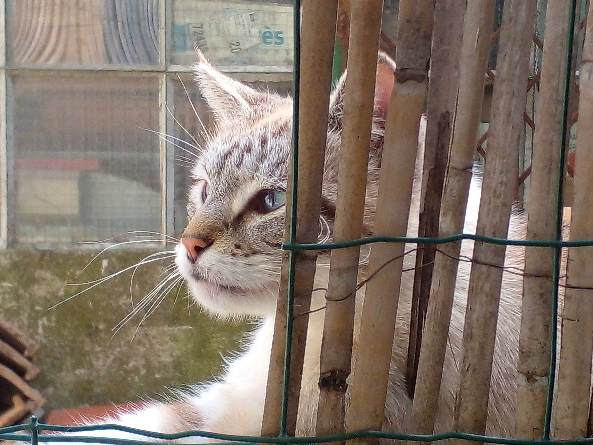 Woody a rejoint le concours — aidez-le/la à gagner de superbes lots ! animal_shelter, carnivore, cat, domestic_short_haired_cat, door, fawn, felidae, fur, house, pattern, plant, small_to_medium_sized_cats, snout, tail, textile, tree, twig, whiskers, window, wood