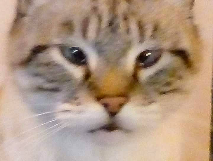 Woody a rejoint le concours — aidez-le/la à gagner de superbes lots ! carnivore, cat, close_up, domestic_short_haired_cat, fawn, felidae, fur, paw, small_to_medium_sized_cats, snout, terrestrial_animal, whiskers, wildlife