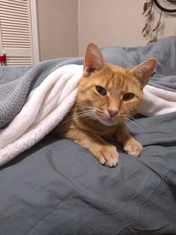 Buscuit joined the competition — help win amazing prizes! bedding, carnivore, cat, cat_supply, comfort, domestic_short_haired_cat, fawn, felidae, fur, houseplant, linens, nap, paw, sitting, small_to_medium_sized_cats, snout, tail, whiskers, window, wood