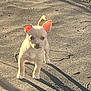cute, dog, ears, fur, green_bottle, leaves, looking_at_camera, outdoor, pavement, pet, playful, portrait, puppy, shadow, small_dog, standing, stick, sunlight, tan_puppy, trampoline_edge