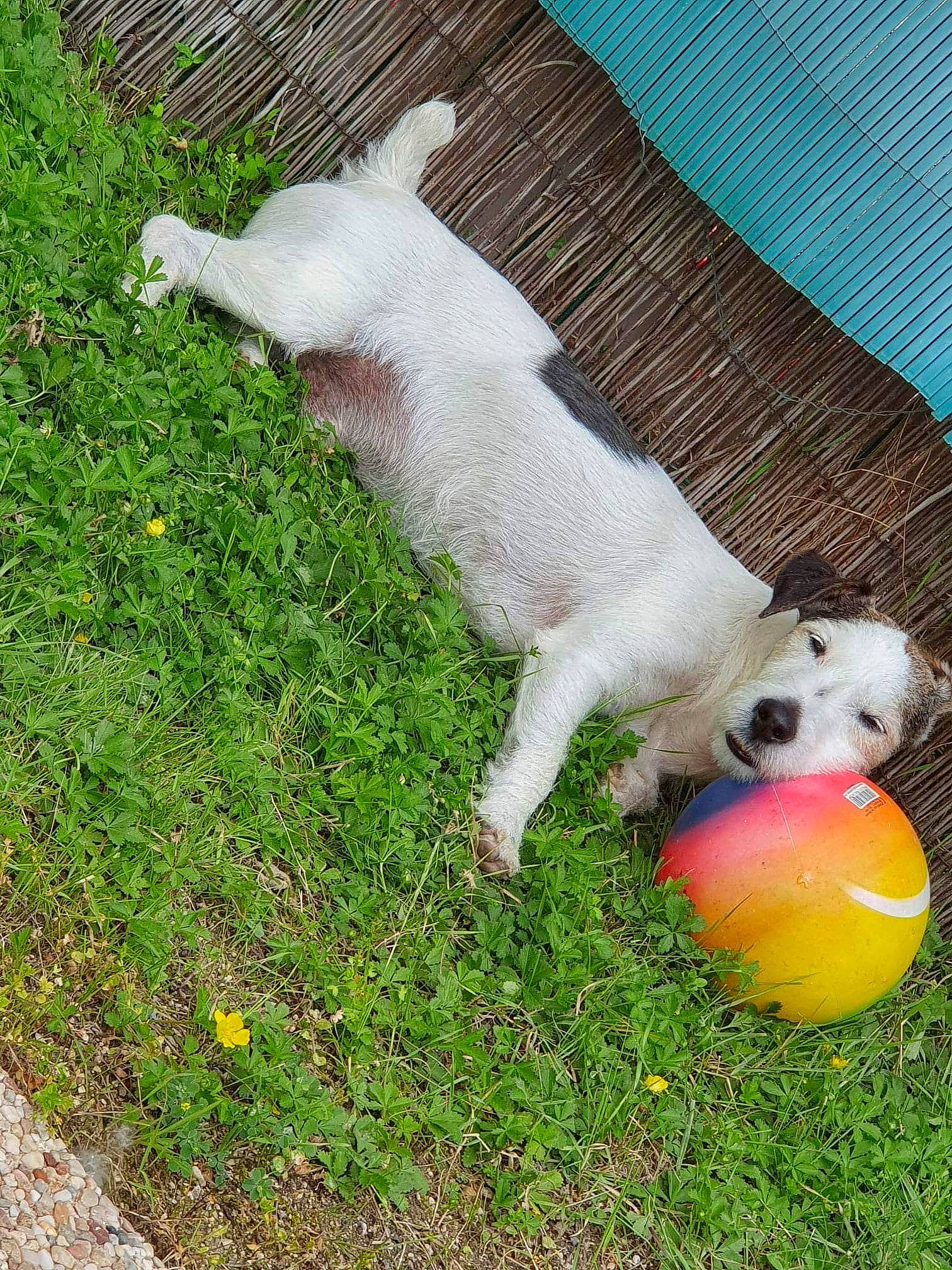 Domino a rejoint le concours — aidez-le/la à gagner de superbes lots ! ball, canidae, carnivore, companion_dog, cricket_ball, dog, dog_breed, dog_toy, fawn, football, grass, snout, sporting_group, sports_equipment, sports_toy, stuffed_toy, tail, tennis_ball, terrestrial_animal, toy