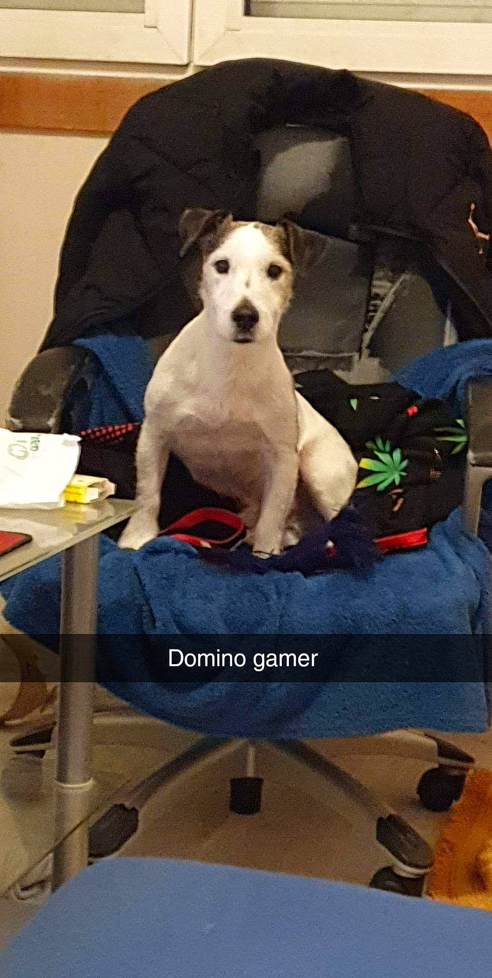 Domino a rejoint le concours — aidez-le/la à gagner de superbes lots ! canidae, carnivore, chair, collar, comfort, companion_dog, couch, dog, dog_breed, dog_collar, dog_supply, fur, non_sporting_group, pet_supply, photo_caption, room, sitting, sporting_group, table, working_animal