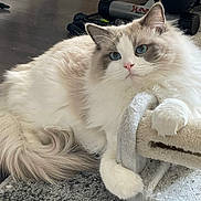 Carter is registered to the contest to win money with this photo: cat, fluffy, blue_eyes, scratching_post, carpet, indoor, pet, cute, relaxed, fur, animal, whiskers, tail, paw, mammal, domestic, feline, resting, closeup, soft
