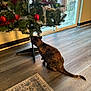 candy_cane, cat, christmas_tree, curiosity, curtain, decoration, flooring, hardwood_floor, holiday, home, indoor, ornament, pet, playful, rug, sunlight, tinsel, tortoiseshell_cat, tree_stand, window