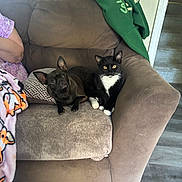 Viper is registered to the contest to win money with this photo: blanket, brown_sofa, cat, companion, couch, cozy, dog, ears, eyes, green_hoodie, human_arm, indoor, living_room, paws, pets, pillow, small_dog, sofa, tuxedo_cat, wood_floor