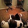 Viper is registered to the contest to win money with this photo: bed, black_cat, blanket, carpet, cat, chair, cozy, dog, fan, flowers, harness, hat, indoor, nightstand, pet_companions, resting, sleeping, slippers, water_bottle, white_dog