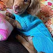 Nellie joined the competition — help win amazing prizes! puppy, dog, blue_sweater, knitted, couch, cushion, colorful, fluffy, tongue_out, cute, pet, indoor, relaxed, small_dog, fur, playful, comfort, animal, portrait, cozy