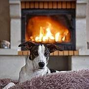 Dora participe au concours pour gagner de l'argent avec cette photo : dog, pet, animal, portrait, indoors, fireplace, fire, blanket, fluffy_blanket, cozy, home, mantel, furniture, warm_lighting, brown_and_white, short_hair, floppy_ears, sitting, relaxed, winter