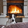 dog, pet, animal, portrait, indoors, fireplace, fire, blanket, fluffy_blanket, cozy, home, mantel, furniture, warm_lighting, brown_and_white, short_hair, floppy_ears, sitting, relaxed, winter
