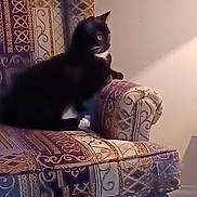 Suzie is registered to the contest to win money with this photo: cat, black_cat, white_paws, armchair, patterned_fabric, indoor, pet, furniture, cozy, light, side_view, resting, domestic_animal, curious, home, decor, quiet, relaxed, animal, mammal