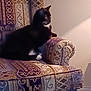 cat, black_cat, white_paws, armchair, patterned_fabric, indoor, pet, furniture, cozy, light, side_view, resting, domestic_animal, curious, home, decor, quiet, relaxed, animal, mammal