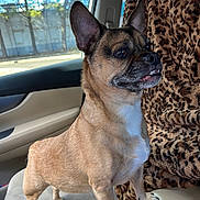 Bruno is registered to the contest to win money with this photo: dog, small_dog, car_interior, leopard_print, blanket, seat, window, ears_up, alert, brown_fur, white_chest, underbite, pet, animal, standing, front_seat, daylight, outdoor_view, canine, companion