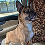 dog, small_dog, car_interior, leopard_print, blanket, seat, window, ears_up, alert, brown_fur, white_chest, underbite, pet, animal, standing, front_seat, daylight, outdoor_view, canine, companion