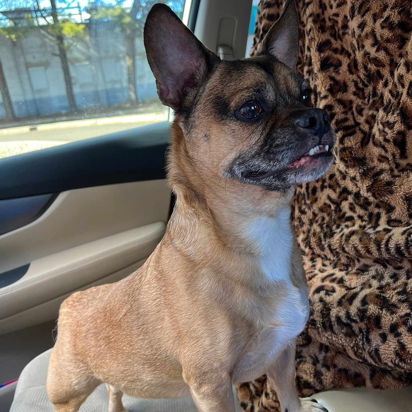 Bruno is registered to the contest to win money with this photo: alert, animal, blanket, brown_fur, canine, car_interior, companion, daylight, dog, ears_up, front_seat, leopard_print, outdoor_view, pet, seat, small_dog, standing, underbite, white_chest, window