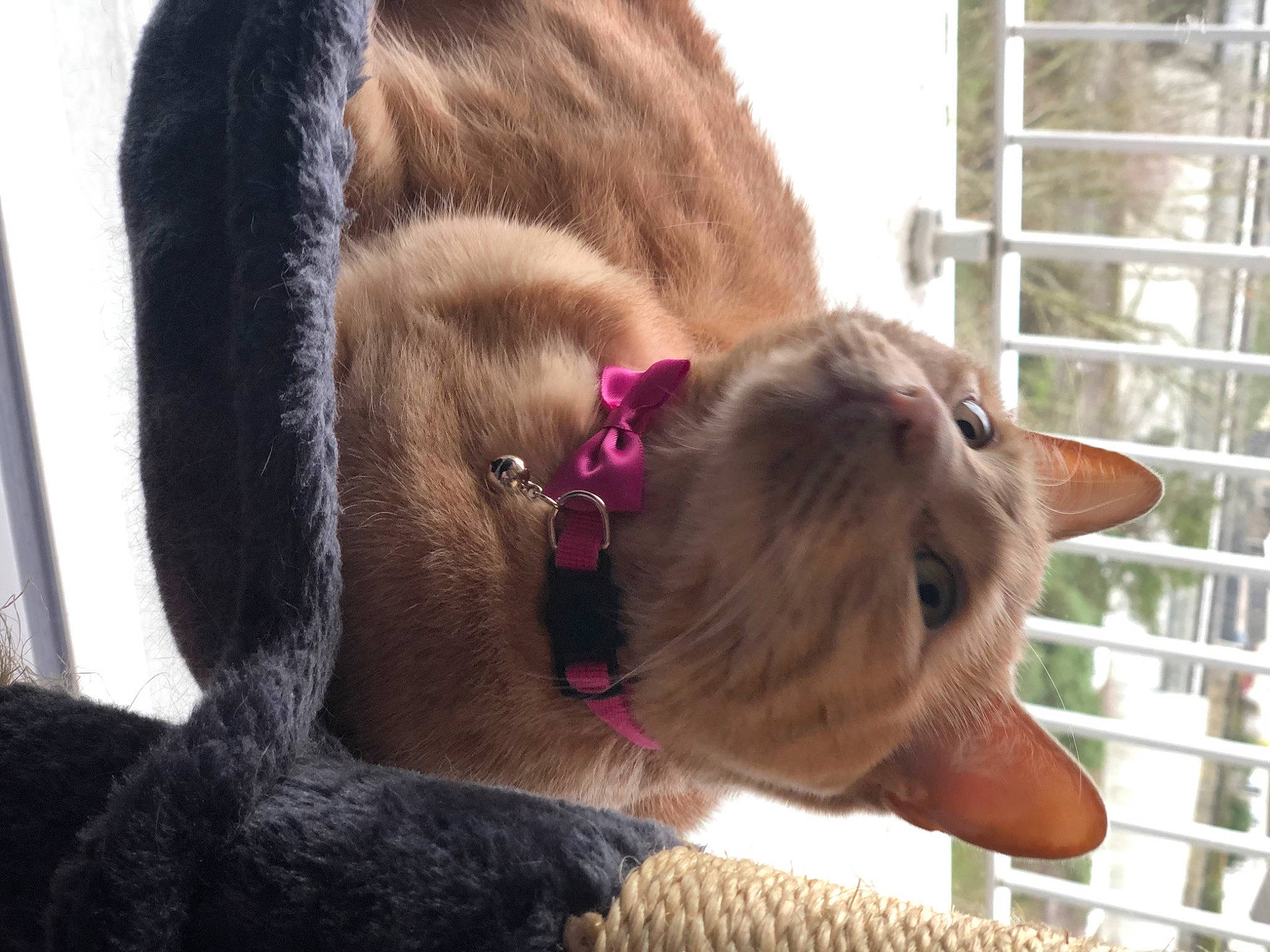 Massimo participe au concours pour gagner de l'argent avec cette photo : brown, canidae, carnivore, cat, collar, dog_breed, ear, fawn, felidae, fur, liver, mammal, natural_material, pet_supply, small_to_medium_sized_cats, snout, tail, terrestrial_animal, whiskers, working_animal