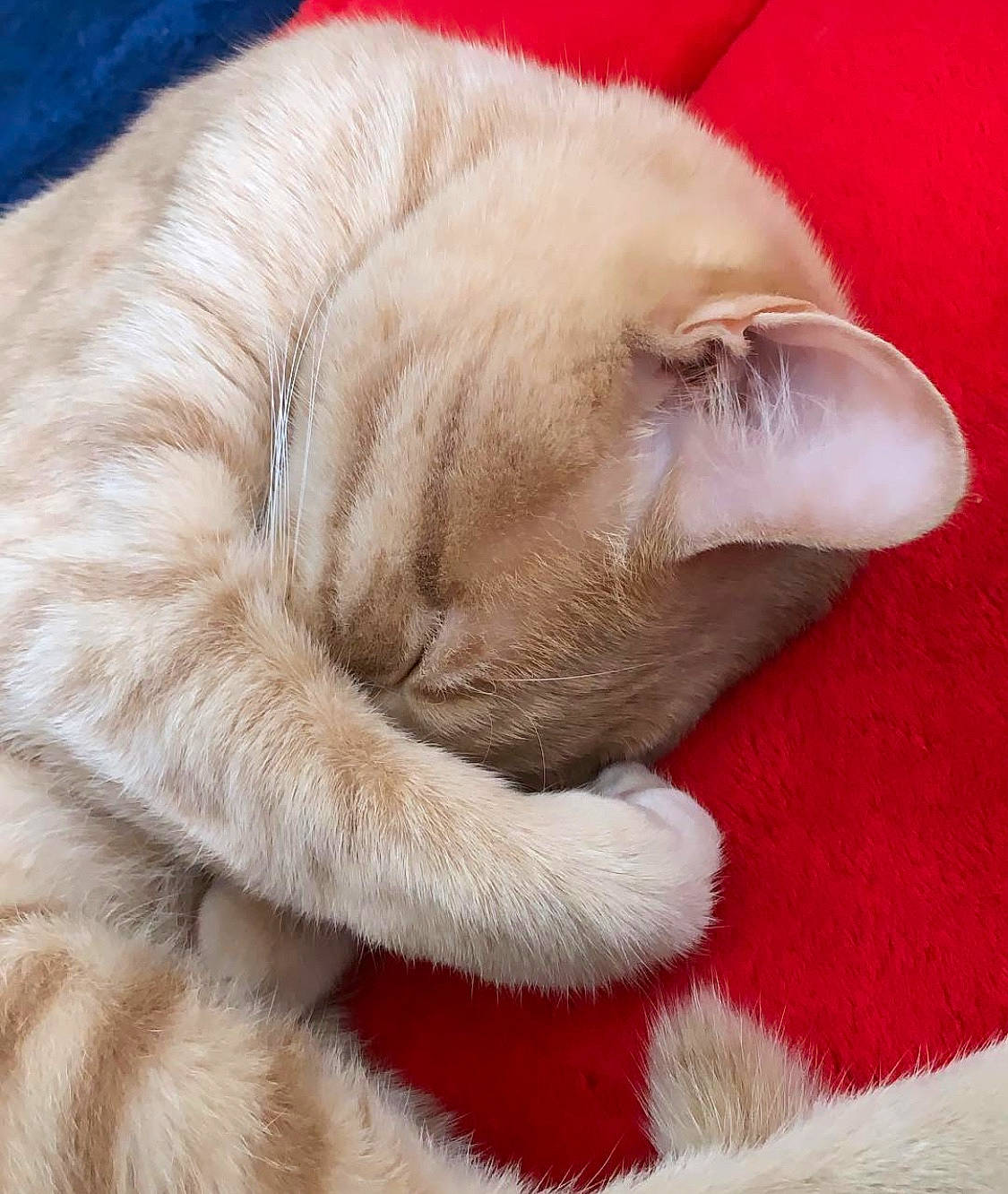 Massimo a rejoint le concours — aidez-le/la à gagner de superbes lots ! carnivore, cat, claw, close_up, comfort, fawn, felidae, fur, nap, natural_material, paw, sleep, small_to_medium_sized_cats, snout, whiskers, wrinkle