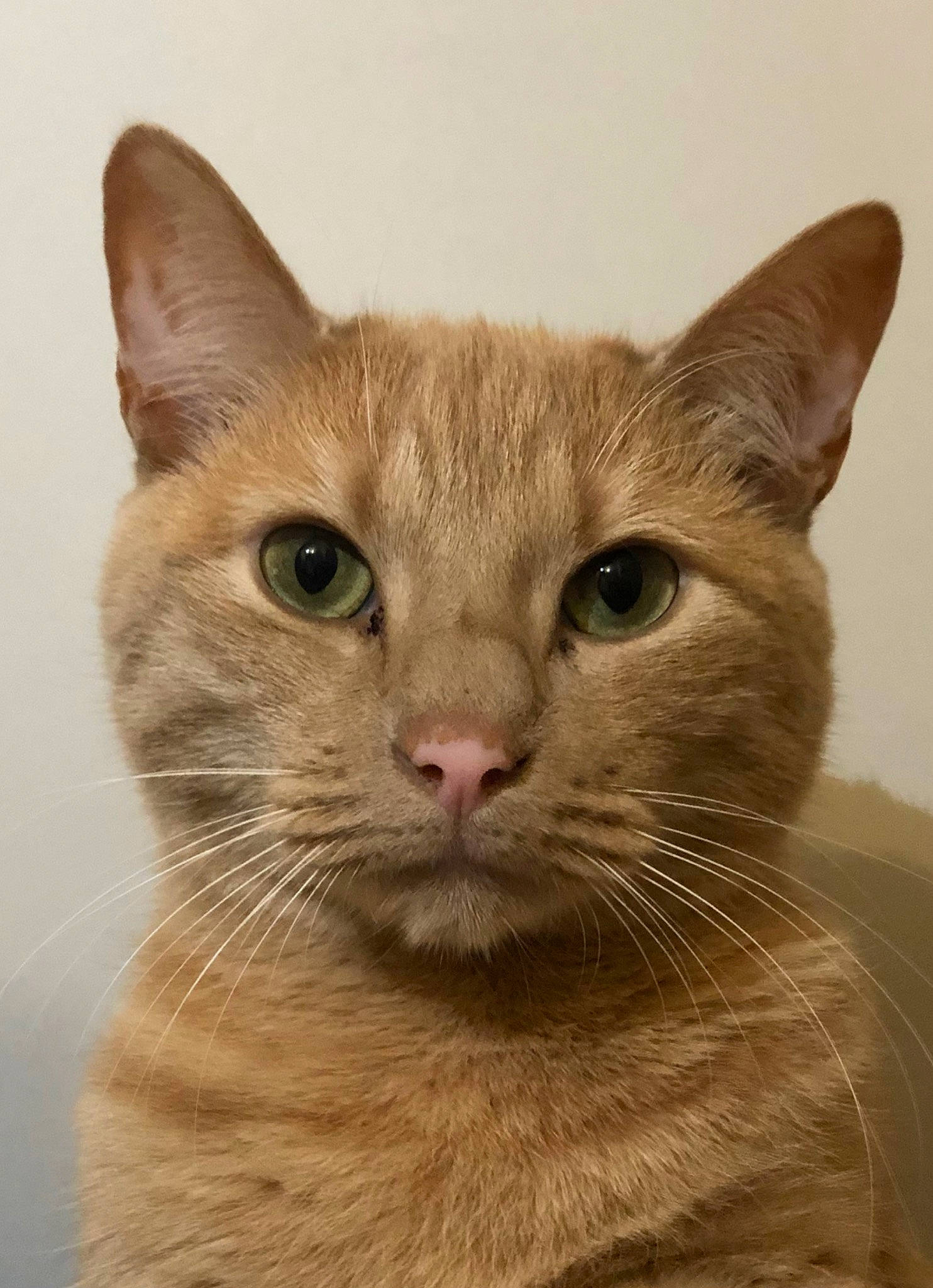 Massimo a rejoint le concours — aidez-le/la à gagner de superbes lots ! carnivore, cat, domestic_short_haired_cat, ear, fawn, felidae, fur, pet_supply, small_to_medium_sized_cats, snout, terrestrial_animal, whiskers, window