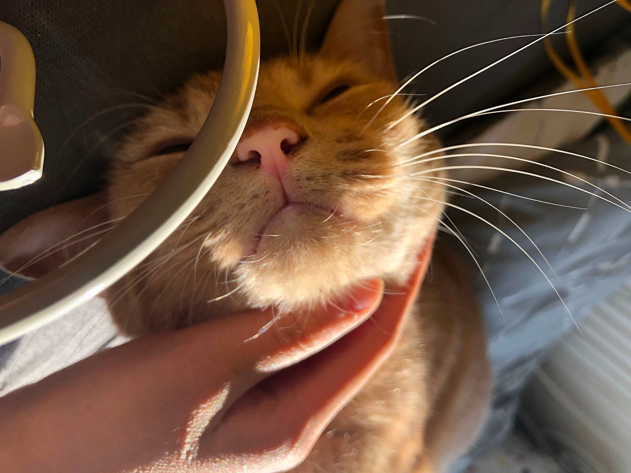 Massimo participe au concours pour gagner de l'argent avec cette photo : carnivore, cat, claw, close_up, comfort, domestic_short_haired_cat, drinking, ear, eyelash, fawn, felidae, fur, gesture, leg, nose, paw, small_to_medium_sized_cats, snout, tail, whiskers