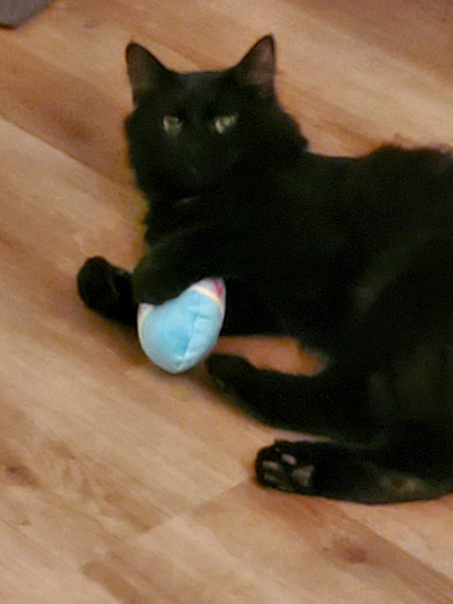 Tank joined the competition — help win amazing prizes! black_cat, carnivore, cat, cat_supply, comfort, dog_breed, domestic_short_haired_cat, felidae, floor, flooring, fur, hardwood, laminate_flooring, paw, small_to_medium_sized_cats, snout, tail, whiskers, wood, wood_stain