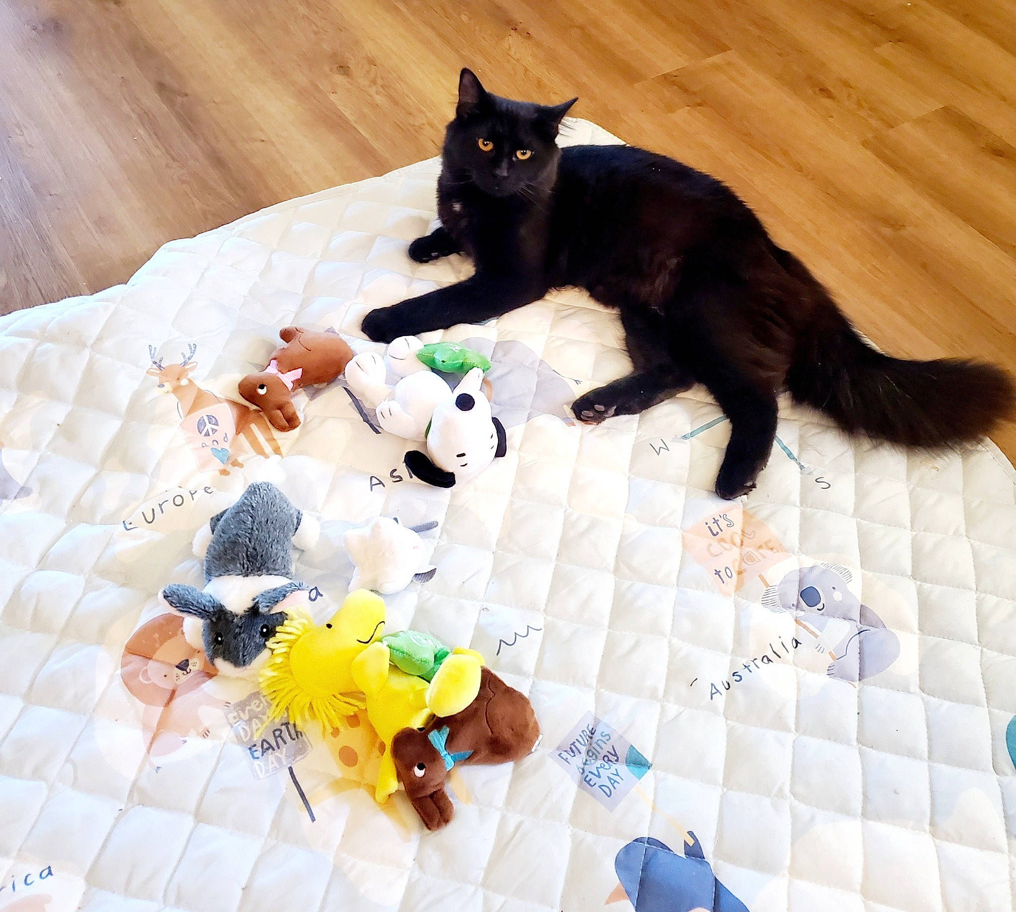 Tank joined the competition — help win amazing prizes! art, baby_toys, black_cat, carnivore, cat, domestic_short_haired_cat, felidae, flooring, fur, pattern, plastic, puzzle, small_to_medium_sized_cats, stuffed_toy, tail, textile, toy, whiskers, white, yellow
