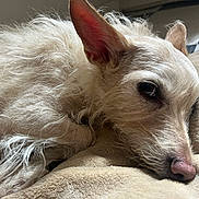 Francis is registered to the contest to win money with this photo: animal, blanket, closeup, companion, cozy, cute, dog, domestic, ear, fur, indoors, light, mammal, pet, portrait, relaxed, resting, sleepy, snout, soft