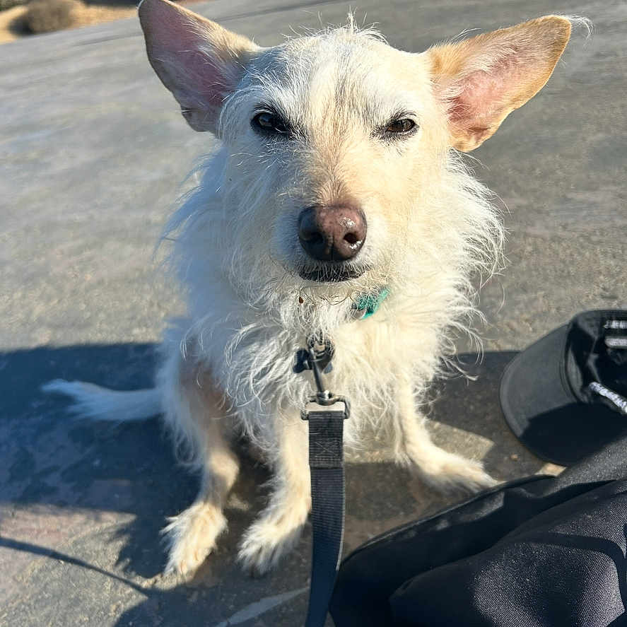 Francis joined the competition — help win amazing prizes! animal, bushes, collar, daylight, dog, ears, jogger, leash, nature, outdoor, path, pavement, person_running, pet, scruffy, shadow, sidewalk, sunny, trees, white_dog
