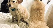 Francis joined the competition — help win amazing prizes! alert_dog, bed, blanket, canine, collar, comfort, dog, fur, home, indoor, light_colored_dog, lock_screen, paw, pet, phone_screen, relaxed, stretching_dog, technology, timer, white_bed