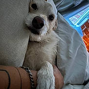 Vincet is registered to the contest to win money with this photo: arm, bed, blanket, bracelet, brick_wall, closeup, cozy, cuddle, dog, fur, human, indoor, paw, pet, pillow, relaxation, resting, tattoo, white_dog, window