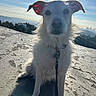 Vincet is registered to the contest to win money with this photo: animal, city_skyline, clouds, collar, concrete, daytime, dog, ears, fluffy, hills, leash, nature, outdoor, pet, portrait, shadow, sitting, sky, sunlight, white_dog