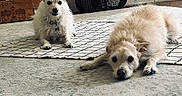 Vincet is registered to the contest to win money with this photo: animal, box, companion, cute, dog, domestic, ear_up, fan, floor, furry, house, indoor, laying_down, pet, relaxed, resting, rug, scruffy, toy, two_dogs