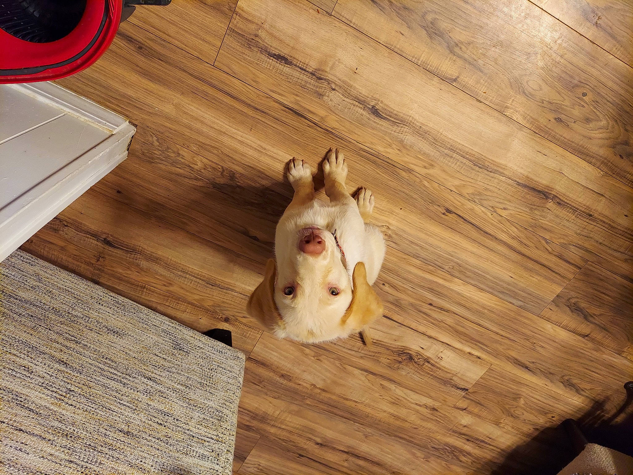 Copper joined the competition — help win amazing prizes! carnivore, companion_dog, dog, dog_breed, fawn, felidae, floor, flooring, hardwood, laminate_flooring, plank, plywood, rectangle, tail, varnish, whiskers, wood, wood_flooring, wood_stain, working_animal