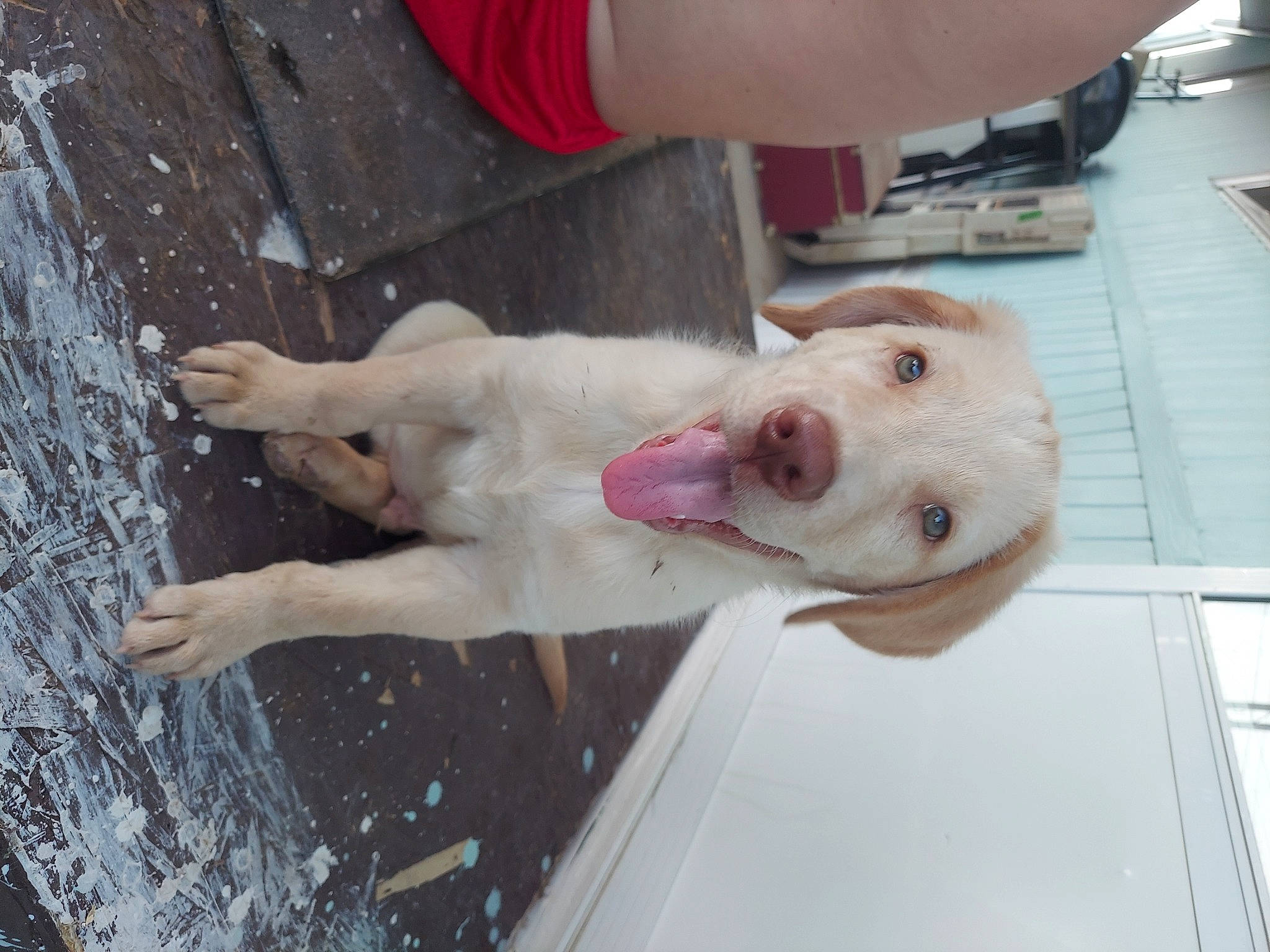 Copper is registered to the contest to win money with this photo: canidae, carnivore, collar, companion_dog, dobermann, dog, dog_breed, dog_supply, fawn, guard_dog, liquid, mammal, non_sporting_group, pet_supply, snout, sporting_group, tail, water, working_animal