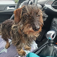 Lilou a rejoint le concours — aidez-le/la à gagner de superbes lots ! animal, car_interior, close_up, companion, cute, dashboard, dog, domestic_animal, door, four_legs, fur, gear_shift, pet, seat, small_dog, steering_wheel, towel, travel, window, wire_haired