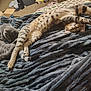Misha is registered to the contest to win money with this photo: bedroom, blanket, box, carpet, cat, cozy, domestic, feline, fur, gray_cat, household, indoor, nap, paws, pet, relaxing, resting, sleeping, stretching, tabby