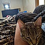 air_conditioner, animal, arm, bed, blanket, cat, cozy, ears, feline, fur, indoor, leopard_print, pattern, pet, resting, room, sleepy, soft, striped, window