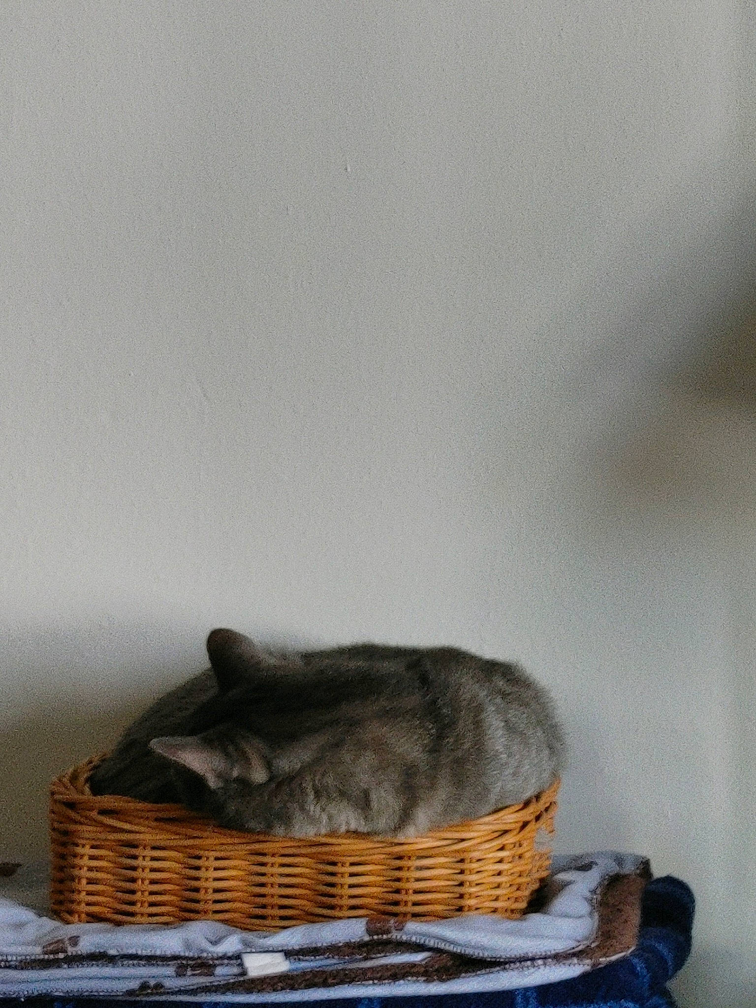 Kitty is registered to the contest to win money with this photo: basket, carnivore, cat, cat_bed, cat_supply, comfort, fashion_accessory, felidae, fur, grey, hat, small_to_medium_sized_cats, storage_basket, table, tail, terrestrial_animal, whiskers, wicker, wood, wool