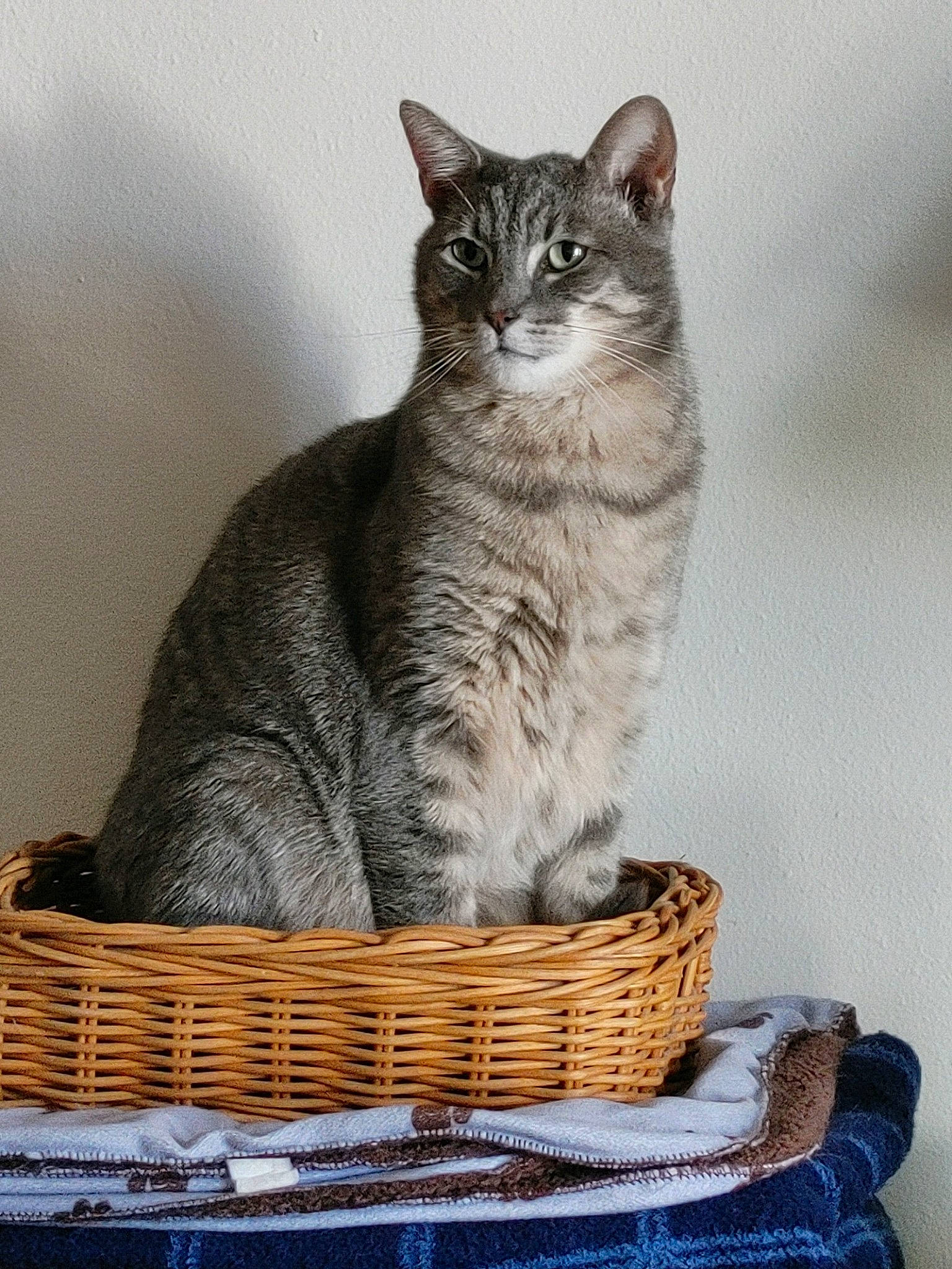 Kitty is registered to the contest to win money with this photo: basket, carnivore, cat, cat_supply, domestic_short_haired_cat, felidae, fur, home_accessories, pet_supply, sitting, small_to_medium_sized_cats, snout, storage_basket, tail, terrestrial_animal, whiskers, wicker