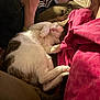 blanket, carpet, cat, couch, cozy, evening_light, feet, fur, hand, indoor, legs, living_room, paw, person, pet, pillow, red_blanket, relaxation, sleeping_cat, smartphone