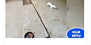 Kool Kitty joined the competition — help win amazing prizes! blue_header, calendar, calendar_page, cat, cat_food, cat_lying, concrete, food_bowl, front_door, home_decor, may_2026, mobile_browser, outdoor, pawidols_logo, porch, potted_plants, relaxed_cat, sidewalk, website_screenshot, white_cat
