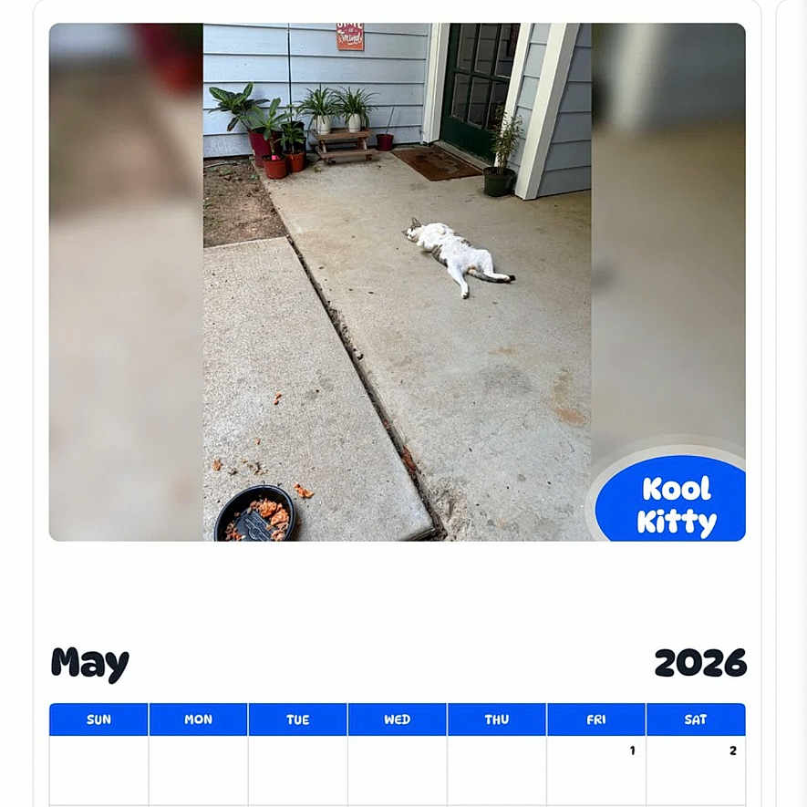 Kool Kitty