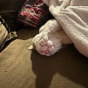 Kool Kitty joined the competition — help win amazing prizes! blanket, cat, couch, cozy, domestic_cat, furniture, indoor, nap, paw, pet, pillow, pink_nose, plaid_pillow, relaxed, shadow, sleeping, towel, upholstery, whiskers, white_fur