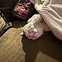 blanket, cat, couch, cozy, domestic_cat, furniture, indoor, nap, paw, pet, pillow, pink_nose, plaid_pillow, relaxed, shadow, sleeping, towel, upholstery, whiskers, white_fur