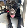 dog, black_dog, sunglasses, tongue_out, lying_down, floor, sunlight, pet, canine, indoor, shade, relaxed, close_up, paw, nail, snout, animal, cool, funny, portrait