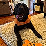 Ruby joined the competition — help win amazing prizes! dog, black_dog, orange_bandana, toy, bone_shaped_toy, halloween_toy, indoor, rug, carpet, wooden_floor, happy, tongue_out, pet, animal, smiling, cozy, living_room, furniture, home, cute